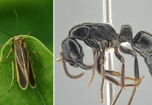 Científicos describieron 2 nuevas especies de insectos en el Chocó Andino 