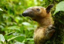 3 tipos de osos perezosos habitan en Ecuador