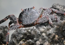 GLF entregó $ 785.000 para impulsar la conservación marina en Galápagos