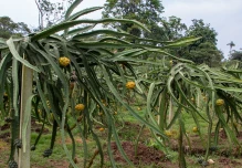 Plantaciones de pitahaya están causando deforestación en la región amazónica 