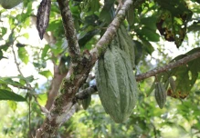 Nuevo clon de cacao promete mayor productividad en Ecuador