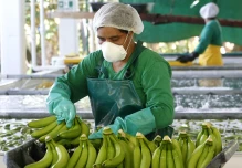 Ministros latinoamericanos se reúnen en foro virtual de Ecuador sobre banano