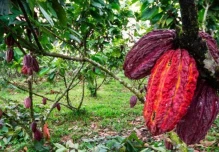 Exportaciones de cacao en Ecuador caen a su nivel más bajo en casi dos años