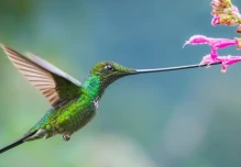 Colibríes de pico largo son más vulnerables a deforestación