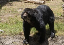 El Zoológico de Quito adoptó un oso de anteojos