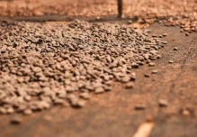 Ecuador exportó cacao producido de manera sostenible a Bélgica