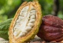 Científicos descubren cuatro nuevos linajes genéticos de cacao en Perú