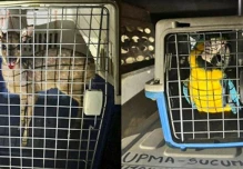 Sucumbíos: 14 animales silvestres fueron encontrados en una casa