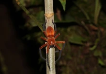 Una nueva especie de araña cangrejo gigante fue descubierta en la Amazonía ecuatoriana 