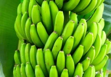 EE.UU. analiza reducir aranceles a café y banano
