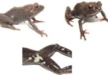 Dos nuevas especies de rana son descubiertas en el sur de Ecuador
