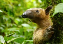 Tamandúa alberga 45 especies de mamíferos y 258 tipos de aves