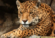 Ecuador presenta un plan para proteger al jaguar amazónico y al tropical 
