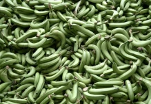 Ecuador, primer exportador mundial de banano, abre 2025 con incremento del 2,43 %