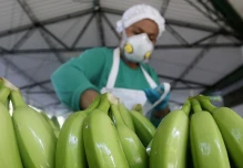 Rusia levantó el veto a exportaciones bananeras de Ecuador 