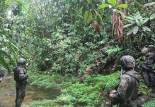 En Sucumbíos y Carchi hay plantaciones de coca