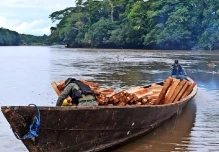 La tala ilegal de madera, un problema incontrolable en la Amazonía