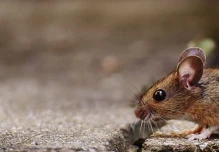 Qué es el hantavirus y por qué vuelve a estar bajo vigilancia