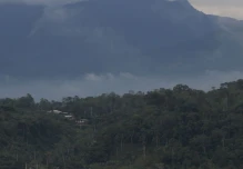 Ecuador perdió 33.000 hectáreas de bosque natural en 2025, según Global Forest Watch