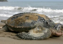Ecuador confirma anidamiento de "vulnerable" tortuga Laúd en Isla Corazón