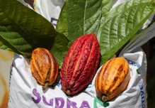 Los precios del cacao se disparan internacionalmente y Ecuador sonríe