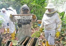 Fortalecen la apicultura en Zamora Chinchipe
