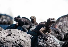 Ecuador destaca en premios internacionales de turismo y posiciona a Galápagos como referente mundial