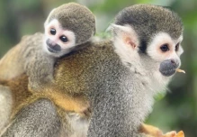 ‘El Paseo de los Monos’ alberga animales rescatados 