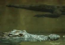 El Zoológico de Quito acoge a 2 cocodrilos de la Costa