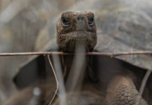 Reintroducen 277 tortugas gigantes para reforzar conservación en Galápagos en Ecuador