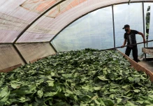 Waykana, de la Amazonía a la Bolsa de Quito con el espíritu de la selva