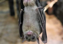 Una nueva especie de murciélago fue descubierta en Zamora