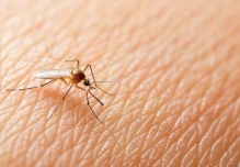 Ecuador registra más de 23.000 casos de dengue; Morona Santiago y Pastaza mantienen transmisión activa