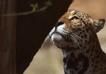 Preservar los hábitats del jaguar en Latinoamérica puede generar $ 4.000 millones