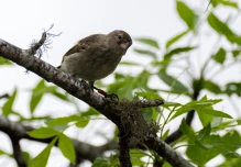 510 pinzones criados en cautiverio fueron liberados en isla Floreana