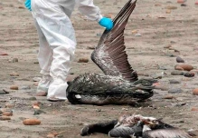 Ecuador activa protocolo de vigilancia de gripe aviar en el recinto El Morro