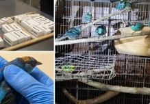 Ciudadano belga intentó sacar 22 aves silvestres