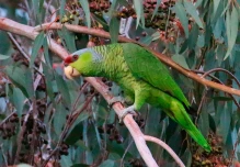 Se unen esfuerzos para aumentar la población del loro Amazona lilacina en Ecuador