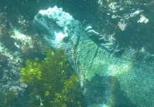 Islas Galápagos: El turismo de buceo está bajo la lupa de los científicos