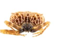 Una nueva especie de araña cazadora fue descubierta en la Amazonía de Ecuador