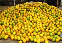 El auge de los cítricos impulsa la economía de Chone y cantones vecinos