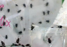 Diminuta mosca amenaza a 21 especies de aves en Galápagos
