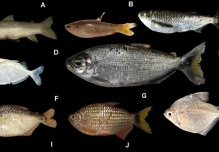 Investigación revela alta diversidad de peces en el río Conambo en Pastaza