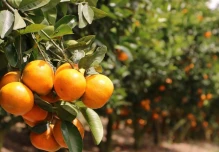Ecuador exporta mandarina Tango por primera vez a EE.UU. 