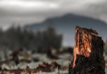 La «devastadora» pérdida de bosques continúa pese a promesas

