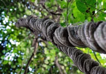 La Ayahuasca, una Puerta a la Neurogénesis y Posibles Terapias Psiquiátricas