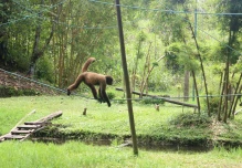 Aves sin alas o monos sin brazos encuentran refugio en bioparque Yanacocha en Ecuador

