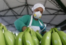 La exportación de banano de Ecuador cae 6,57 % en 2022 con 354 millones de cajas