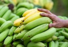 Exportaciones de banano de Ecuador crecieron 5,5 % en el primer semestre de 2026