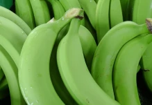 Ecuador confía en mantener las exportaciones de banano con Rusia y aumentarlas con China